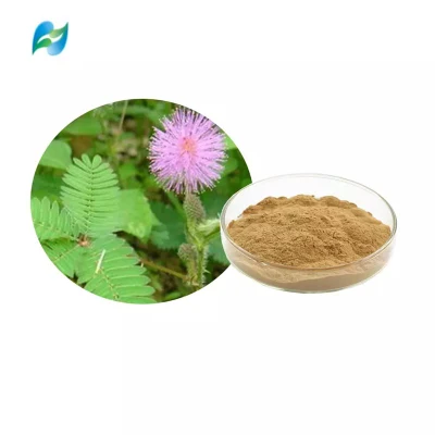 Extracto de mimosa pudicae Extracto de hierba Sensitiveplat Extracto de mimosa